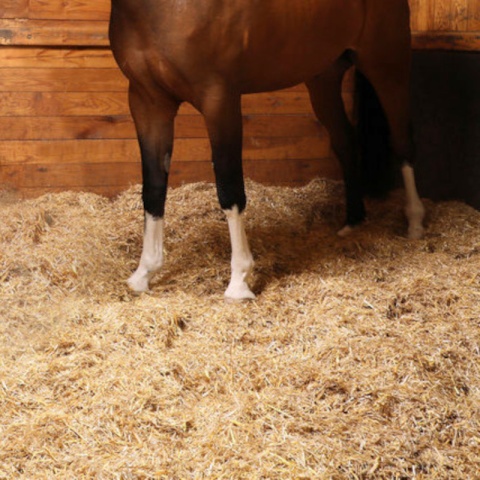 Sieczka słomiana Strawella dla koni