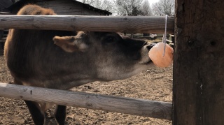 Lizawka Solna Himalajska DUŻA XXL dla konic, bydła, owiec 2 -3 kg