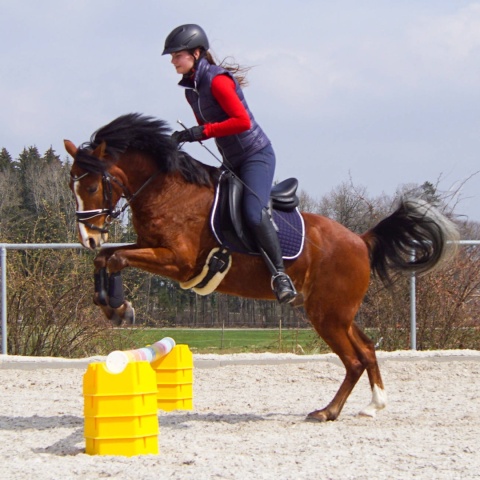 Podstawka stojak pod cavaletti NIEBIESKI do skoków przeszkód na drągi YORK Podstawka stojak pod cavaletti NIEBIESKI do skoków przeszkód na drągi YORK