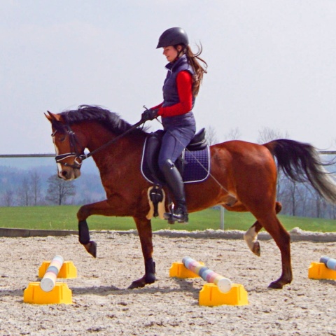 Podstawka stojak pod cavaletti NIEBIESKI do skoków przeszkód na drągi YORK Podstawka stojak pod cavaletti NIEBIESKI do skoków przeszkód na drągi YORK