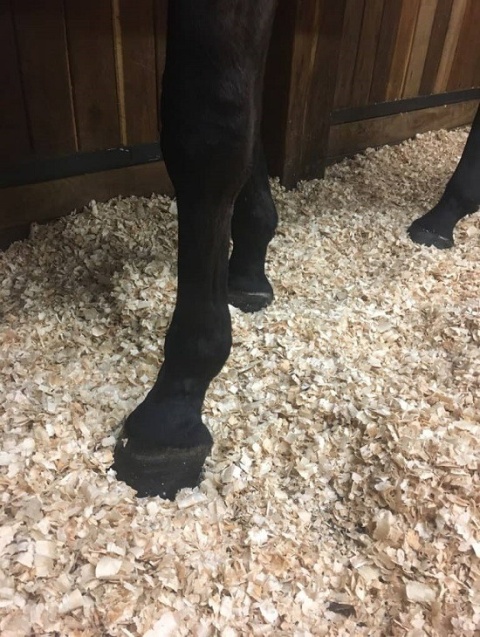 Trociny dla koni ProBioBED Classic paleta L (15 szt.) 250 kg